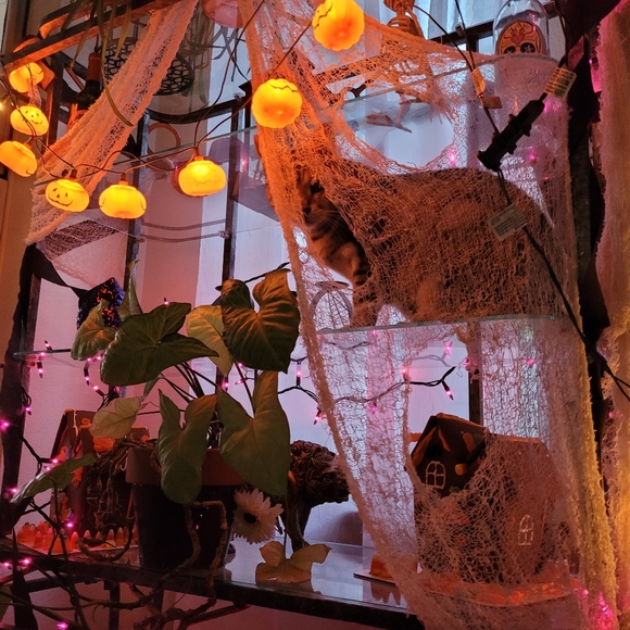 Meet your Posher, Sage - Picture 2 of 4